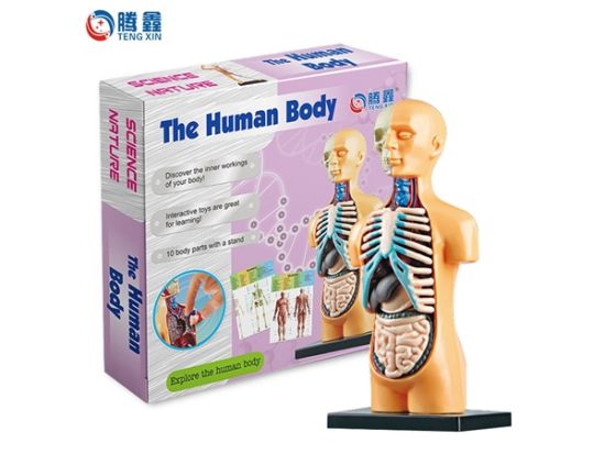 人体模型 科学实验玩具教具